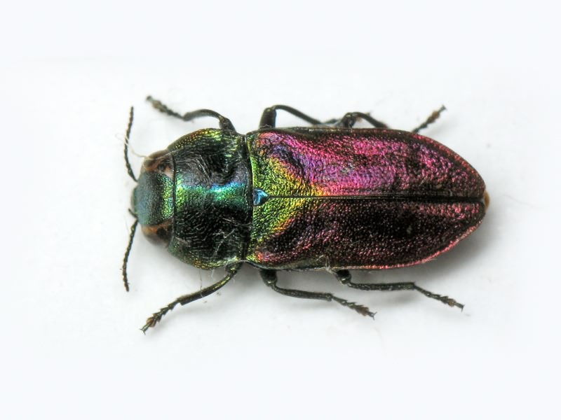 Anthaxia bicolor bicolor Falderman, 1835
